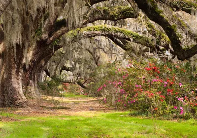 Produktbild von Fototapete Vlies 22969 Live Oak Tunnel 10-tlg. 500 x 280 cm