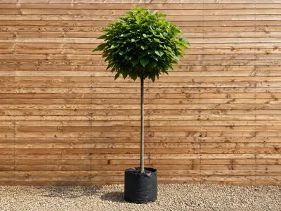 Produktbild von Kugel-Trompetenbaum Nana, Stammhöhe 225 cm, Stammumfang 12-14 cm - Catalpa bignonioides Kugelbaum