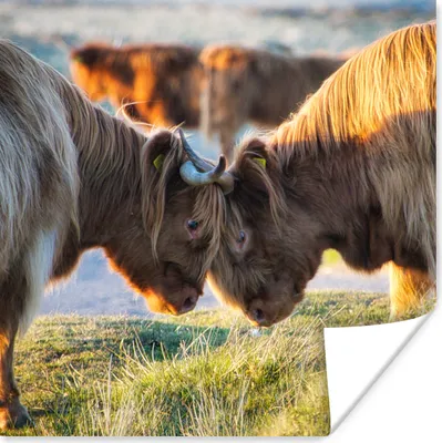Produktbild von MuchoWow® Poster Schottische Highlander - Tiere - Sonne 75x75 cm - Wand Dekoration