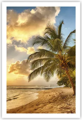 Produktbild von Poster - Poster ohne Rahmen - Strand Meer Palme - 61x91,5 cm - Wand Bild - Wanddeko - Wandbilder - Kunstposter - Wandposter - Bilder - Kunstdruck - Wanddekoration - Wandbild - P2XPA61x91-3606