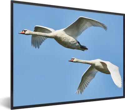 Produktbild von MuchoWow® Gerahmtes Poster Schwan - Vogel - Himmel - Blau 80x60 cm - Poster mit Schwarzem Bilderrahmen Wandposter Rahmen Foto Bilder - Schwarzem - Mit Gestell