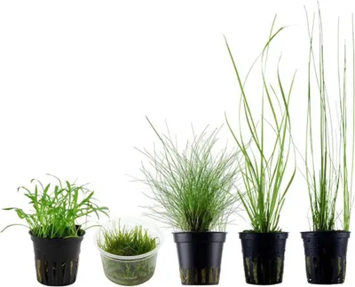 Produktbild von Gräser Set mit 5 Gras Pflanzen Aquariumpflanzen Set 129 Wasserpflanzen AquaOne