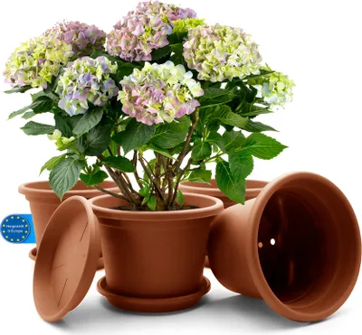 A potted hydrangea plant with multiple flower heads in various colors, surrounded by several terracotta-colored plant pots and saucers. A blue and white circular emblem is visible on the left side of the image.