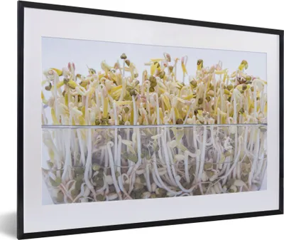 Produktbild von MuchoWow® MuchoWow® Gerahmtes Poster Bohnensprossen in einer Glasschale vor weißem Hintergrund 60x40 cm - Poster mit zchwarzem Bilderrahmen - Schlafzimmer - Plakat in Rahmen - Drucken