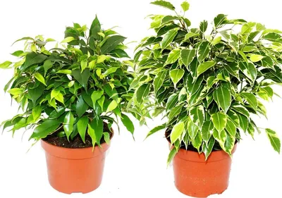 Obrázok produktu pre Kinky-Duo - Sada s 2 rôznymi kríkovitými brezovými figami - Ficus benjamini "Kinky" - 12cm kvetiná?