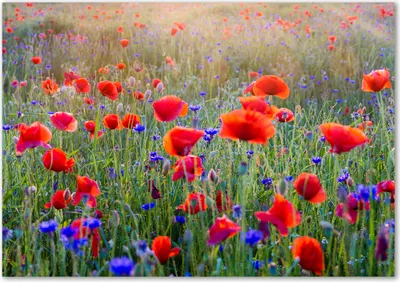 Produktbild von Tulup® Glas-Bild - 100 x 70 - Wandbild aus Glas - Wandkunst - Wandbild hinter gehärtetem Sicherheitsglas - Blumen & Pflanzen - Wildblumen - Rot