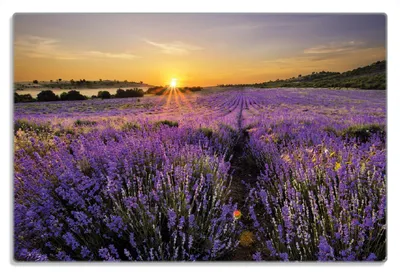 Produktbild von Wallario Frühstücksbrettchen aus Glas 20 x 30 cm mit rutschfesten Füßen, Motiv Sonnenuntergang über dem Lavendel