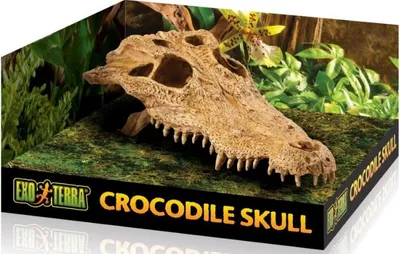 Image de EXOTERRA Crâne de crocodile