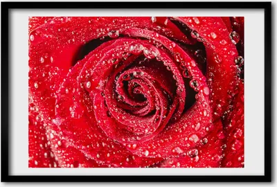 Produktbild von Bild 60x40 MDF-Rahmen, Wandkunst Wassertropfen auf einer Rose