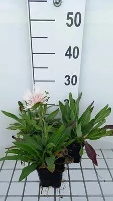 Obrázek produktu pro 6 x Stokesia laevis 'Alba' - Ziest - květináč 9 x 9 cm