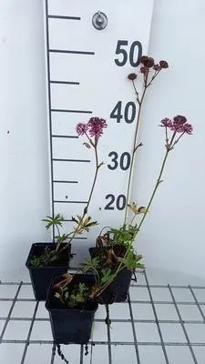 Produktbild von 6 x  Astrantia major 'Claret' - Sterndolde - Topf 9 x 9 cm