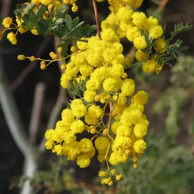 Immagine prodotto di Acacia di Mudgee (Acacia spectabilis)  - 10 semi