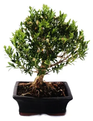 Obrázek produktu pro Bonsaje zimostráz - Buxus herlandii 15cm