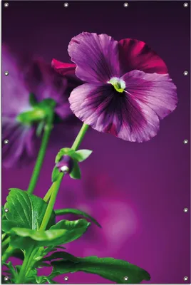 Produktbild von Wallario Outdoor-Poster für Garten oder Balkon, Motiv Lila Stiefmütterchen, in ca. 120 x 180 cm