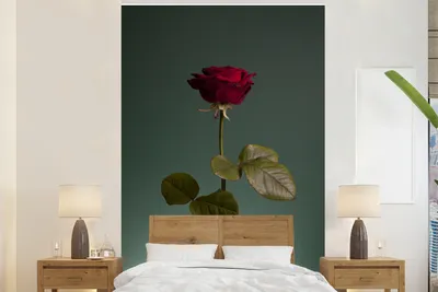 Produktbild von MuchoWow® Fototapete für Wohnzimmer oder Schlafzimmer Wandtapete Vinyl Motivtapete Rosen - Rose - Rot - 145x220 cm - Wanddekoration