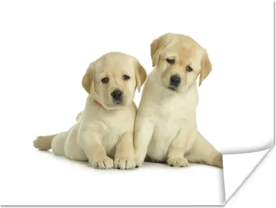 Produktbild von MuchoWow® Poster Zwei Labrador-Welpen vor weißem Hintergrund 160x120 cm - Foto Plakat