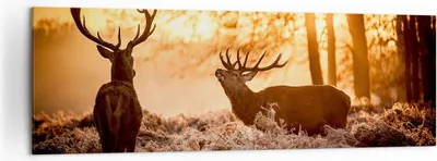 Produktbild von Bild auf Leinwand - Leinwandbild - Deer Heidekraut Tier - 160x50cm - Wand Bild - Wanddeko - Leinwanddruck - Bilder - Kunstdruck - Wanddekoration - Leinwand bilder - Wandkunst - AB160x50-3043
