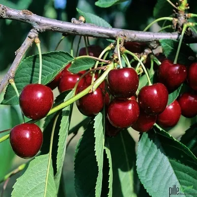 A close-up view of ripe cherries hanging from a tree branch, with green leaves in the background.