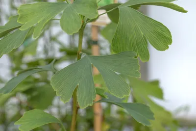 Produktbild von Ginkgo biloba 'Princeton Sentry', Fächerblattbaum, 80–100 cm