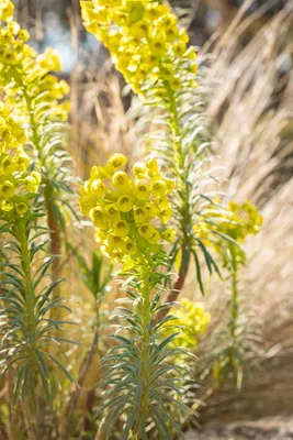 Produktbild von Euphorbia characias char.'Humpty Dumpty', Wolfsmilch, ca. 11x11 cm Topf