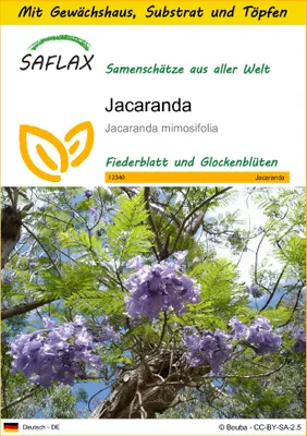 Produktbild von SAFLAX Anzucht Set - Jacaranda - Jacaranda mimosifolia - 50 Samen - Mit Mini-Gewächshaus, Anzuchtsubstrat und 2 Töpfen