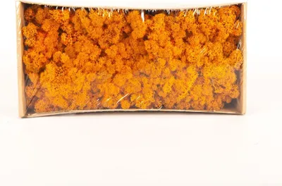 Produktbild von INNA-Glas Dekoratives Moos SVEINBJÖRN, orange, 500g - Echtes Isländisches Moos