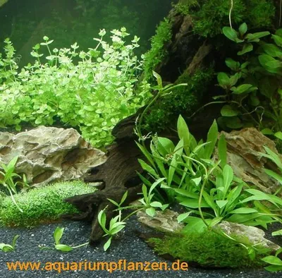 Produktbild von Wasserpflanzen Sortiment für 100 l Aquarium (18)