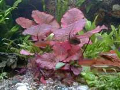 Produktbild von 9 Töpfe 5 Sorten Aquarienpflanzen + Lotus + Dünger
