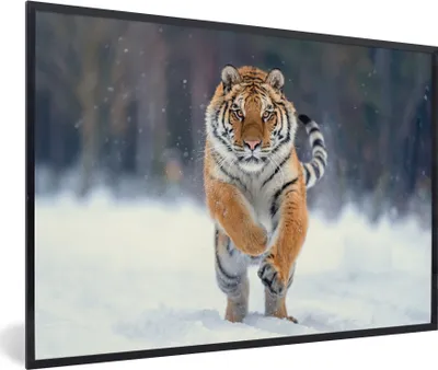 Produktbild von MuchoWow® Gerahmtes Poster Tiger - Landschaft - Schnee - Tiere 90x60 cm - Poster mit Schwarzem Bilderrahmen Wandposter Rahmen Foto Bilder - Fotorahmen - Foto-Plakat