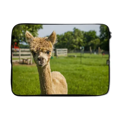 Produktbild von MuchoWow® Laptop Hülle 13 Zoll Baby - Alpaka - Gras Laptoptasche - Laptophülle - Sleeve - Rundumschutz