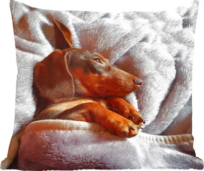 Produktbild von MuchoWow® Zierkissen Sofakissen Wohnzimmer Dekokissen 45x45 cm Niedlicher Dackel liegt unter der Bettdecke - Schlafpolster - Polster für das Sofa