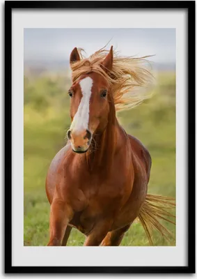 Produktbild von Bild - Bilderrahmen - 50 cm x 70 cm - MDF - Rahmen - Wandkunst Pferd im Galopp