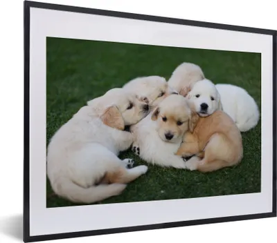 Produktbild von MuchoWow® MuchoWow® Gerahmtes Poster Tiere - Welpen - Hunde 40x30 cm - Poster mit zchwarzem Bilderrahmen - Bilderrahmen - Poster im Rahmen