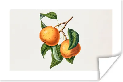 Produktbild von MuchoWow® Poster Obst - Lebensmittel - Blätter 60x40 cm - Schlafzimmerdekoration