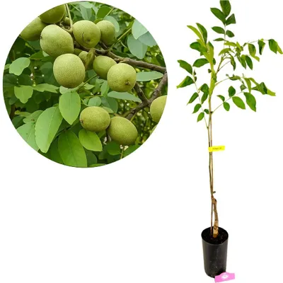 Produktbild von Juglans regia 'Franquette', Walnussbaum, 5-Liter-Topf