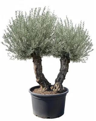 Zdjęcie produktu dla Sunny Tree – drzewo oliwne Olea Europea – odporne na zimę, wiecznie zielone drzewo oliwne bonsai 250 cm wraz z doniczką – podwójny pień – odporne na zimę do -18°C