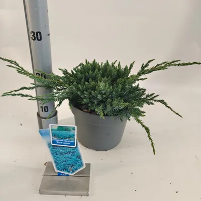 Produktbild von Juniperus squamata ‘Blue Carpet’ - Schuppenwacholder | 25-30 cm im topf
