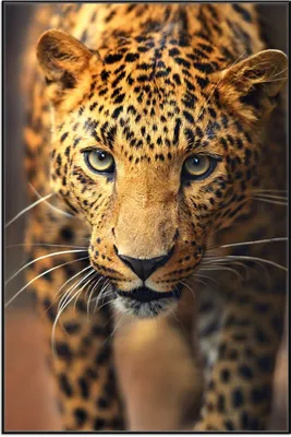 Produktbild von Wallario Wandbild Leopard in Nahaufnahme beim Laufen, Größe: 61 x 91,50 cm, Poster mit schwarzem Aluminiumrahmen