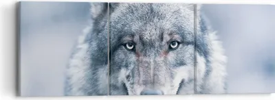 Produktbild von Bild auf Leinwand - Leinwandbild - 3 Teile - Wolf Raubtier Wildheit - 90x30cm - Wand Bild - Wanddeko - Wandbilder - Leinwanddruck - Bilder - Wanddekoration - Leinwand bilder - Wandbild - CA90x30-5073
