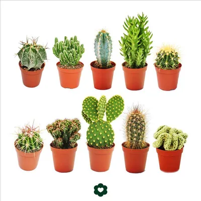 Produktbild von 10 verschiedene Kakteen 5,5cm Topf im Set