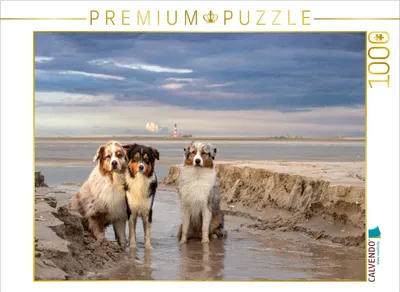 Produktbild von CALVENDO Puzzle Ein Motiv aus dem Kalender Australian Shepherd 2022 | 1000 Teile Lege-Größe 64x48cm Foto-Puzzle für glückliche Stunden