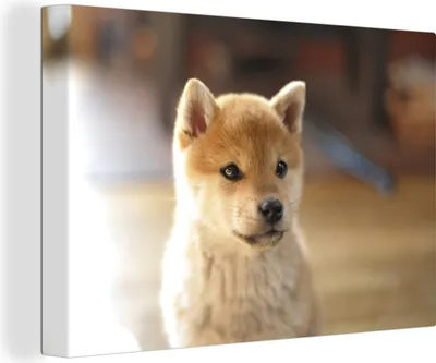 Obrázok produktu pre OneMillionCanvasses® - Výtlačky na plátne - 140x90 cm, Shiba Inu v obývacej izbe, nástenná umelecká dekorácia