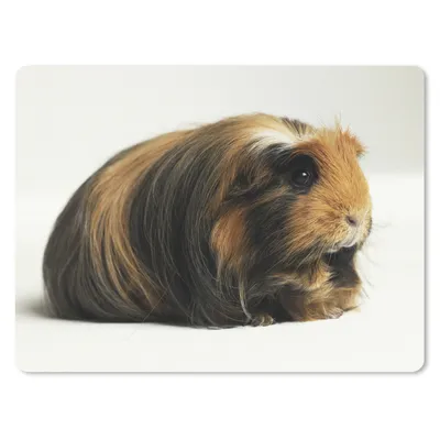 Produktbild von MuchoWow® Mauspad Mousepad Schwarz-weißes Meerschweinchen 40x30 cm - Mousepads - Maus Mat - Pad - Mausunterlage - Anti Rutsch