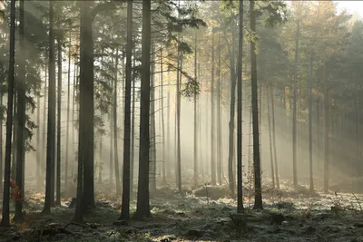 Zdjęcie produktu dla Fototapeta Las Drzewa Mgła Promienie Słoneczne Dekoracja Przyrodnicza Natura Trójwymiarowa Ozdoba ścienna 3D 368x280cm