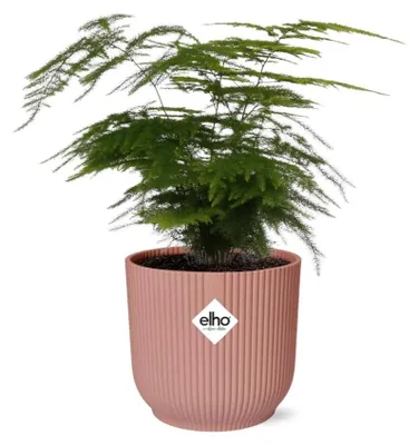 Immagine prodotto di Asparagus Setaceus 'Plumosus' in ELHO Vibes Fold rosa - 25-35cm - Ø14cm - Pianta d'appartamento - Sempreverde