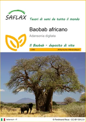Immagine prodotto di SAFLAX  - Baobab africano - 6 semi - Adansonia