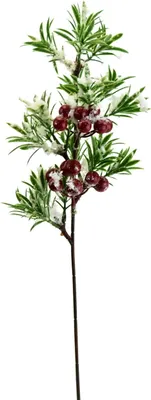 Produktbild von Holunderblütenzweig mit Schnee 40 cm