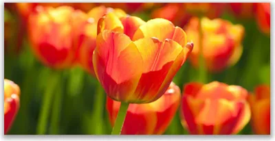 Produktbild von Glasbilder 120x60 Wandbild Druck auf Glas Tulpen Pflanzen