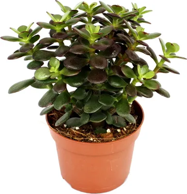 Produktbild von Crassula portulacea minor - Pfennigbaum - velká rastlina v 12cm