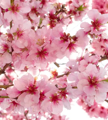 Produktbild von Fototapete - Apple Blossom 225x250cm - Vliestapete
